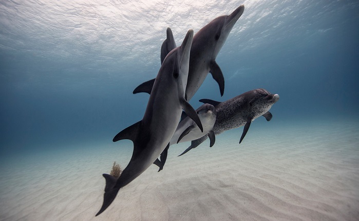 Dolphins have a language that helps them solve problems together